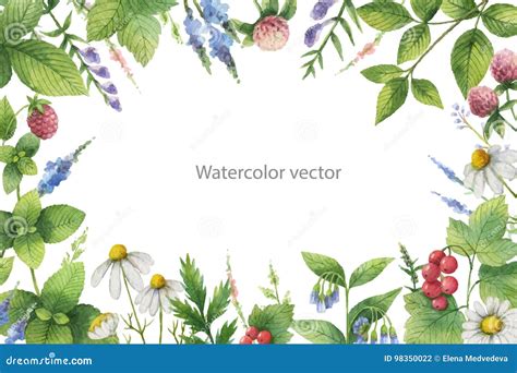 Watercolor Vector Hand Painted Floral Frame With Green Herbs And Spices