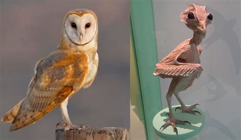 Owl without Feathers: A Closer Look at their Anatomical Features