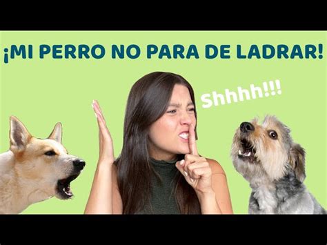 Cómo Hacer Que Un Perro Deje De Ladrar Instantáneamente