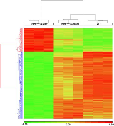 Heat Map Displaying Hierarchical Clustering Of The 403 Genes That Make Download Scientific