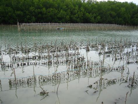 oyster farming - open fotos | free open source photos, public domain ...