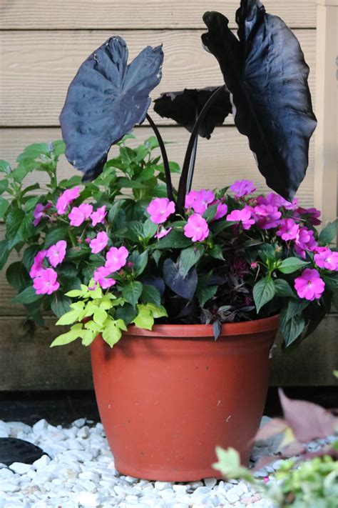 Container Plants For Shade · Cozy Little House