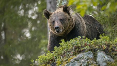 Trentino Il Tar Sospende L Abbattimento Dell Orsa Jj La Repubblica