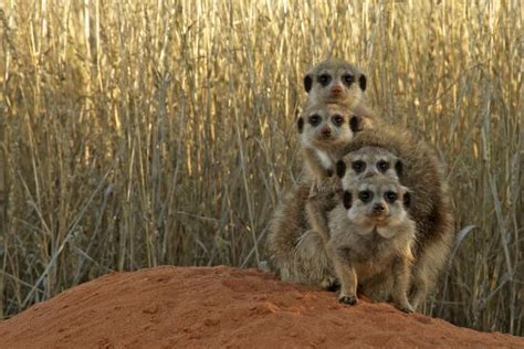 Meerkat Suricata Suricatta Four Juveniles Kuruman River Reserve