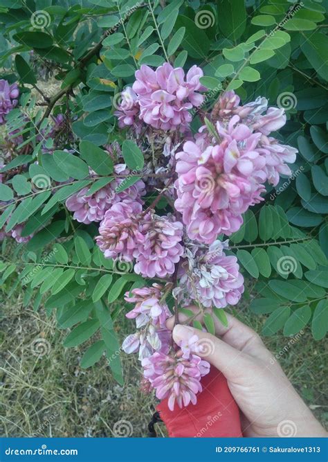 Robinia Pseudoacacia flor Da Acácia Rosa Imagem de Stock Imagem de