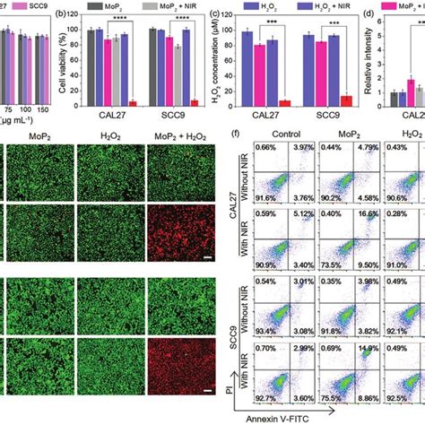 In Vitro Cytotoxicity Assessment A Relative Viabilities Of Hok