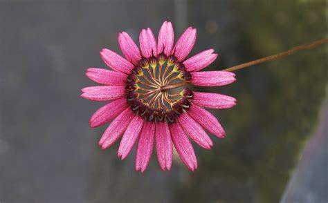 Bulbophyllum Zamboangense