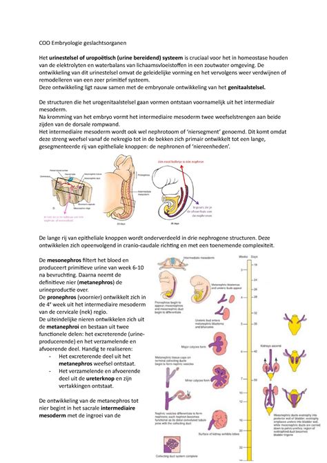 COO Embryologie Geslachtsorganen De Ontwikkeling Van Dit Urinestelsel