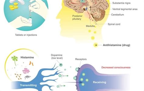 Antihistamines – action, types, indications, side effects – Healthy ...