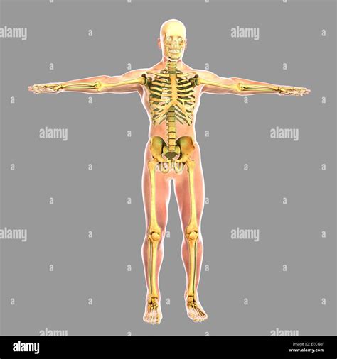 Menschliche skelettanatomie Fotos und Bildmaterial in hoher Auflösung