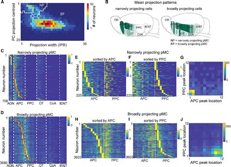 Pdf High Throughput Sequencing Of Single Neuron Projections Reveals