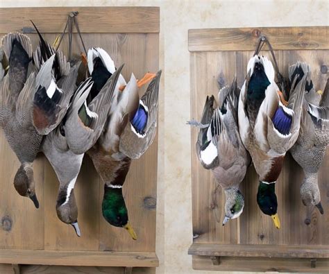 Bird Taxidermy Stunning Ducks Wall Display