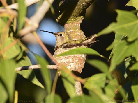 New season, new hummingbird nest