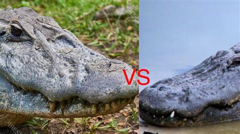 American Alligator Vs Black Caiman YouTube