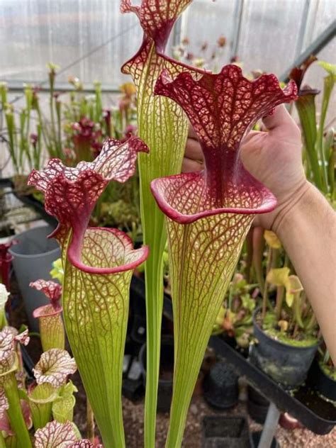 S X Mk H Moorei Elizabeth Aydon Carnivorous Plant Resource