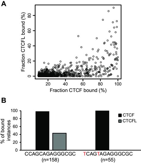 Dna Sequence Contributes To Differential Ctcf And Ctcfl Binding Encode