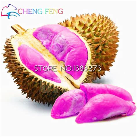 10pcs Durian Seeds - Best Seeds Online | Free Shipping Worldwide ...