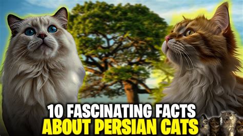 Top Facts About Persian Cats Youtube