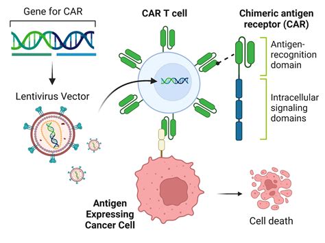 Car T Cell Development Services