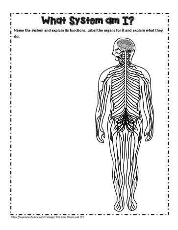 Nervous System Parts And Functions Labeling Page Worksheets Library