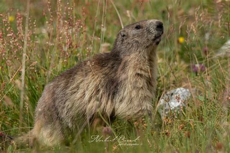 Marmotte Des Alpes Marmotta Marmotta Norbert Bosset Flickr