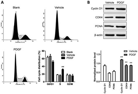 Pdgf Mediates Pulmonary Arterial Smooth Muscle Cell Proliferation And