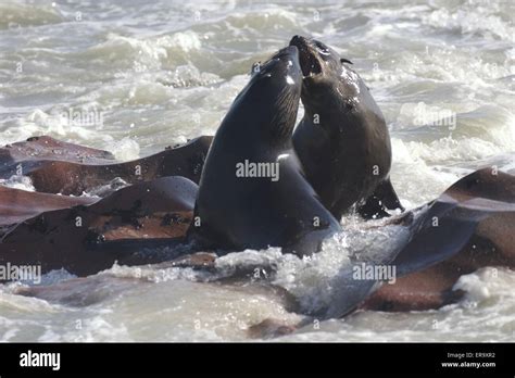 Encounter Fighting Hi Res Stock Photography And Images Alamy