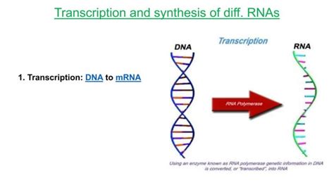 Protein Synthesis In Prokaryotes And Eukaroytes Ppt