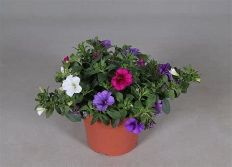 Calibrachoa Triobells Million Bells Mix Colours 13cm Pot Screen