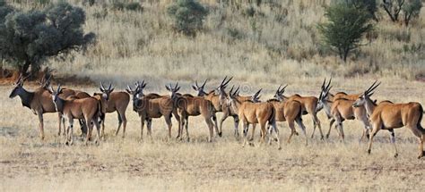 Eland Antelope Herd Stock Photo Image 45811591