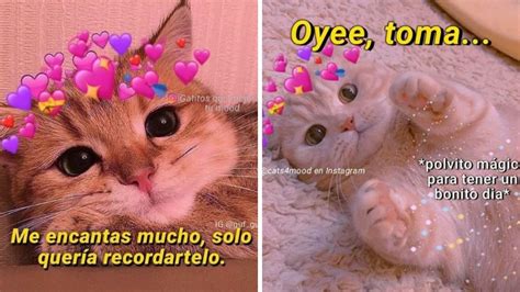 6 imágenes de gatos tiernos con frases bonitas para compartir Petlife