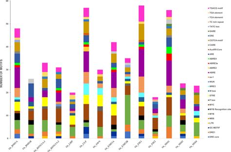 Analysis Of Cis Acting Regulatory Elements In The Putative Promoter