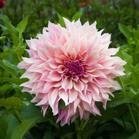 Dahlia Bulbs Dinnerplate Cafe Au Lait Royal Dahlia Tubers Eden