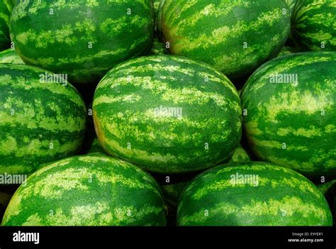 Mature Melons Stock Photos Mature Melons Stock Images Alamy