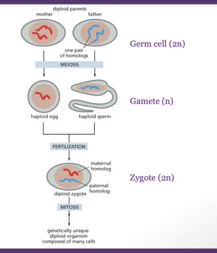 Meiosis Gametogenesis Fertilization Flashcards Quizlet