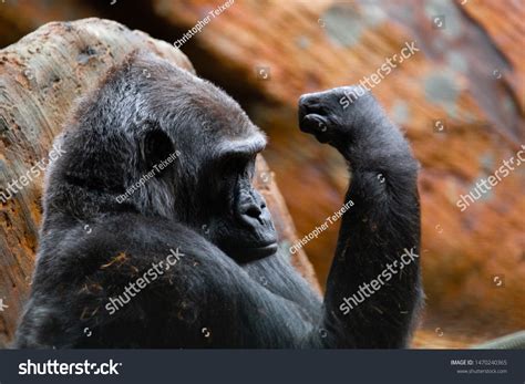 Family Silverback Gorillas Zoo Enclosure Endangered Stock Photo ...