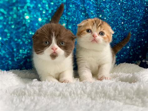 AVAILABLE SCOTTISH FOLDS