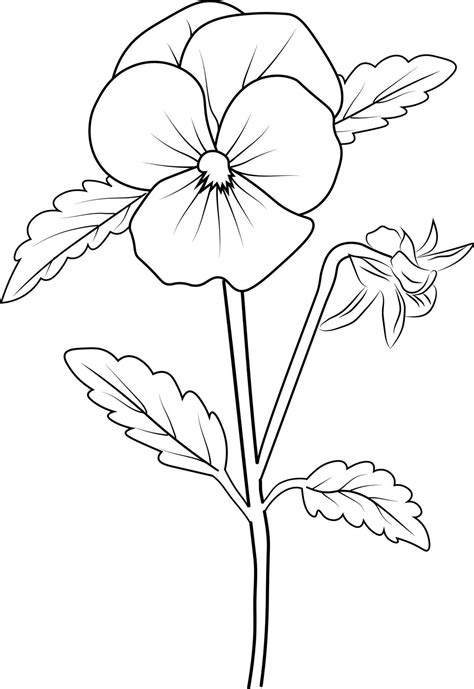 Pansy Flower Easy Drawing Pansy Flower Drawing Easy For Kids Simple