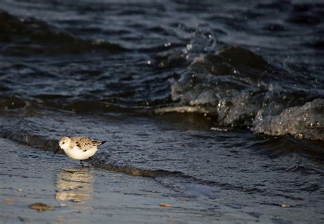 Ohio Birds And Biodiversity Sandpipers