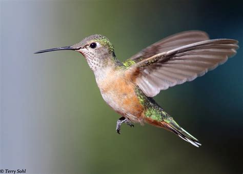 Broad-tailed Hummingbird Photos - Photographs - Pictures