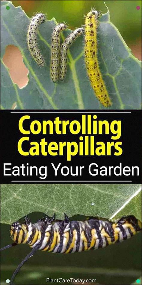 How To Get Rid Of Caterpillars On Plants Plant Corz