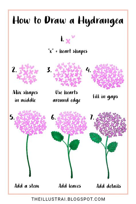 The Illustrai How To Draw A Hydrangea Flower Drawing Tutorials