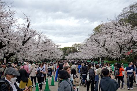 東京国立博物館にて314（火）から『博物館でお花見を』が開催中。 上野公園 美術館・博物館 混雑情報他 上野浅草ガイドネット探検隊