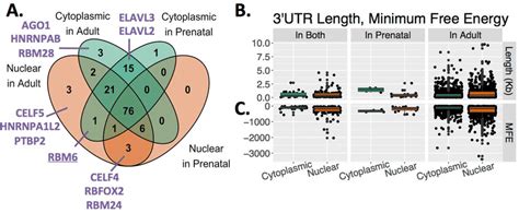 Rna Binding Protein Motif Enrichment Utr Length And Predicted