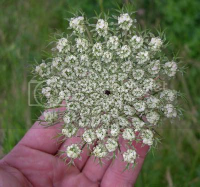 Wild Edible and Medicinal Plants: Queen Anne's Lace ( Daucus carota)