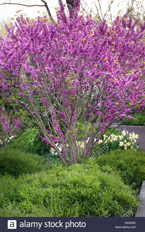 Cercis Chinensis Don Egolf Chinese Redbud Stock Photo 57851457 Alamy