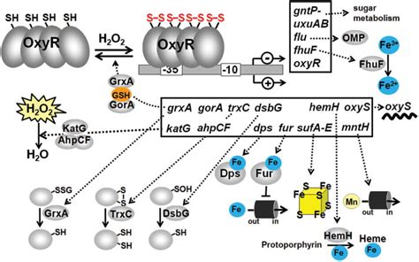 Thiol Based Redox Switches In Prokaryotes