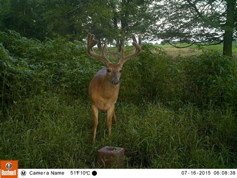 How To Score A Buck From A Trail Camera Archives Buckscore