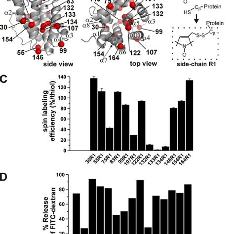 The BH3:groove model of Bak and Bax conformational change and ... 