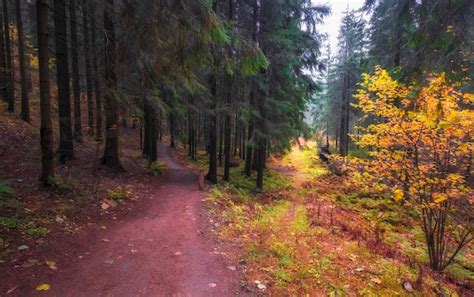 Toksovo Images - Free Download on Freepik